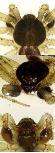 Philodromus dispar